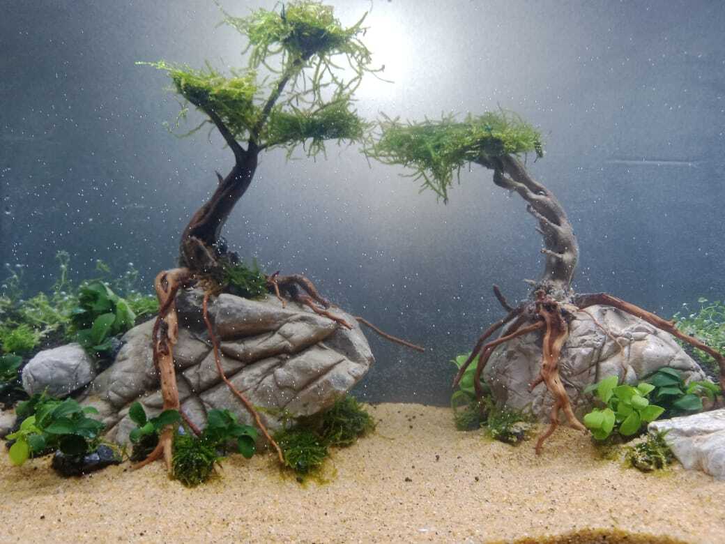 elephant skin rock mix size (1kg)