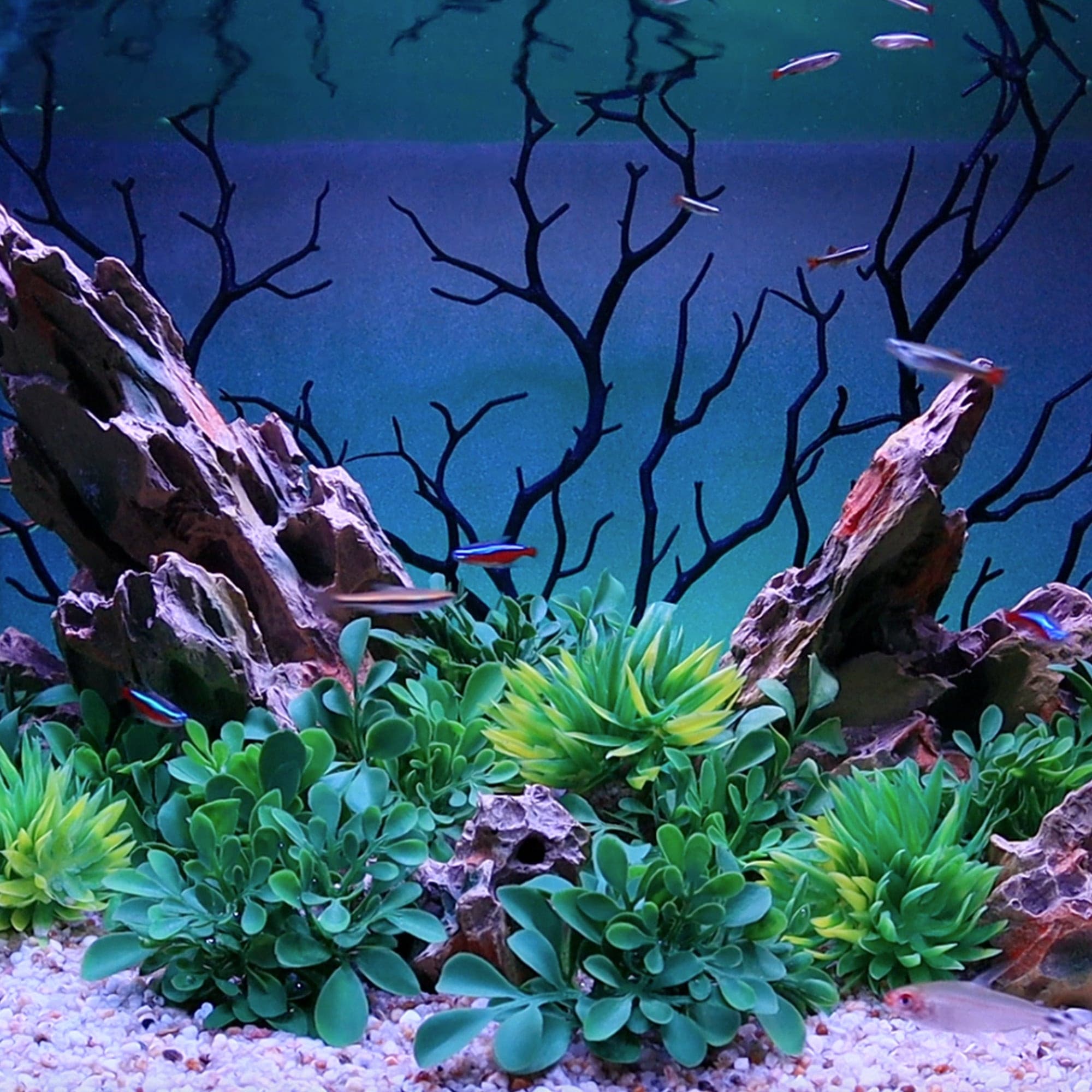 thai braches mix size (1kg)